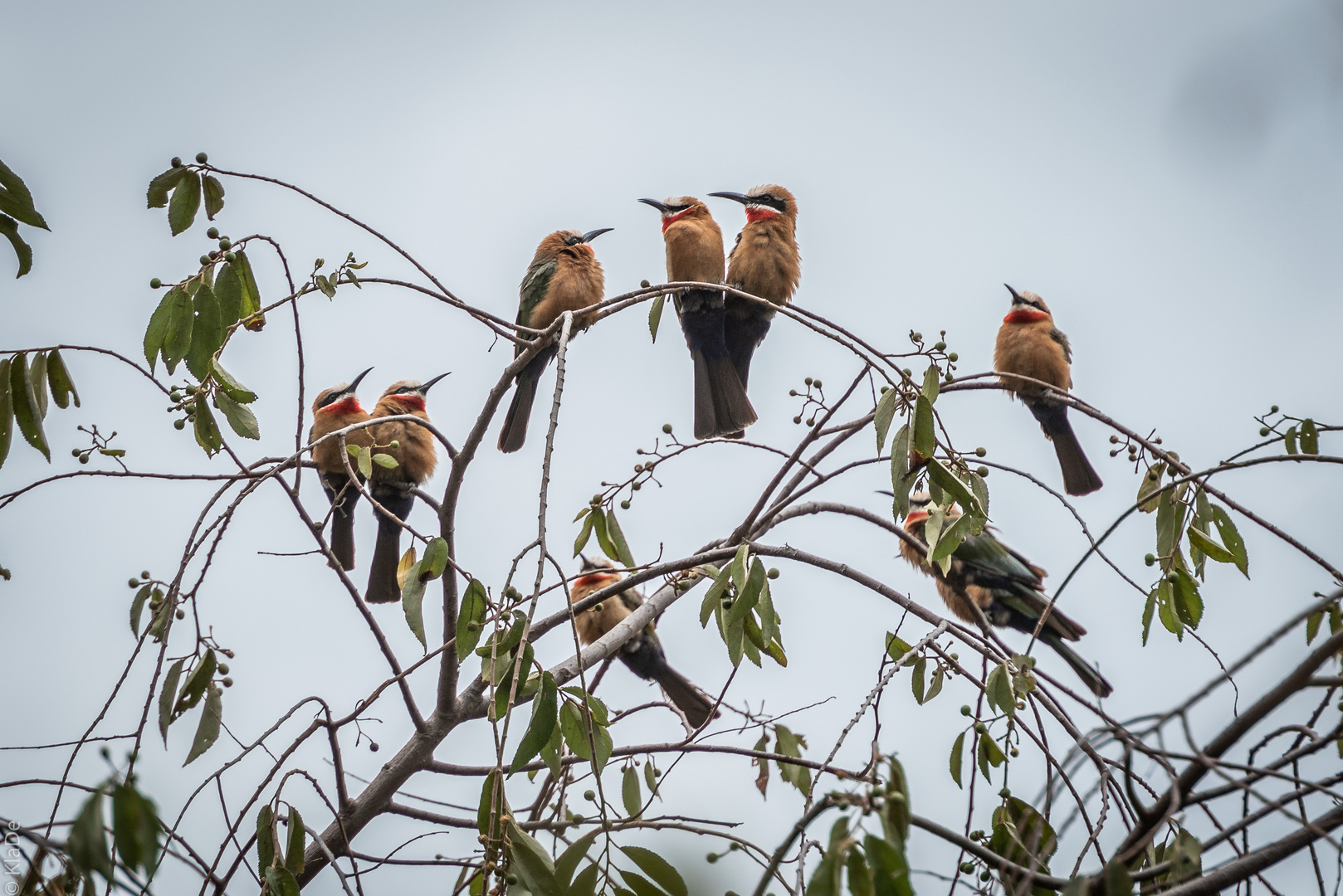 Kenia -  Nakuru - Bienenfresser