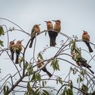 Kenia -  Nakuru - Bienenfresser