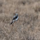 Kenia - Nakuru - Graumantelwürger