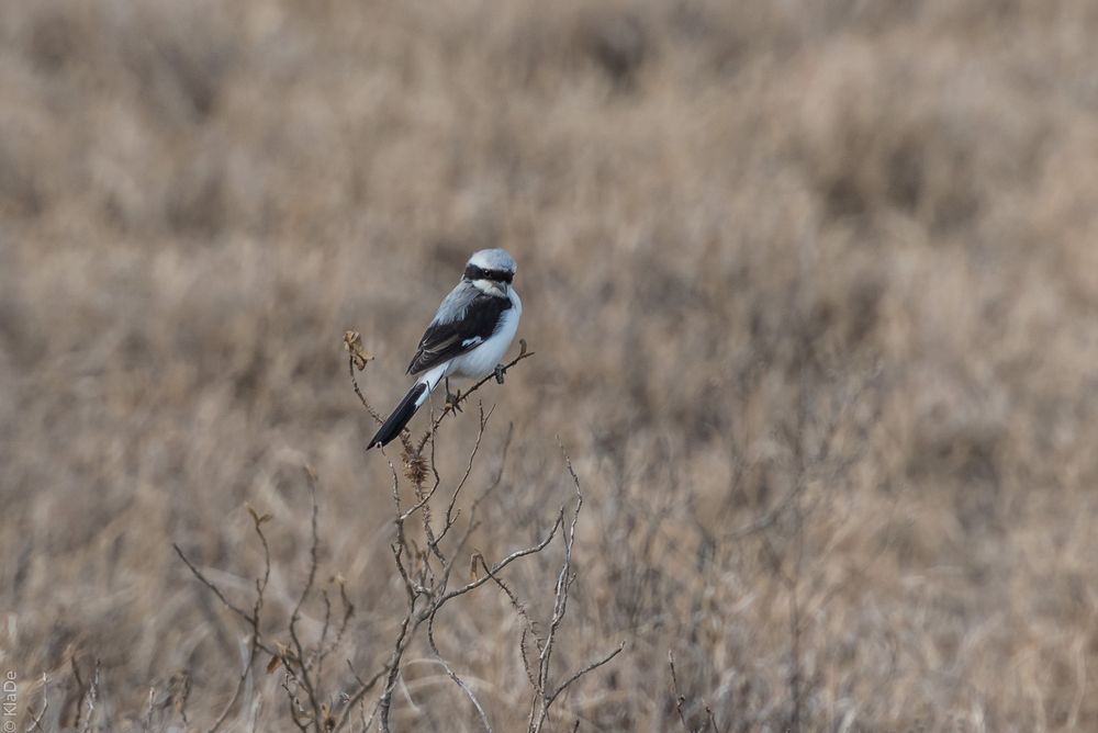 Kenia - Nakuru - Graumantelwürger