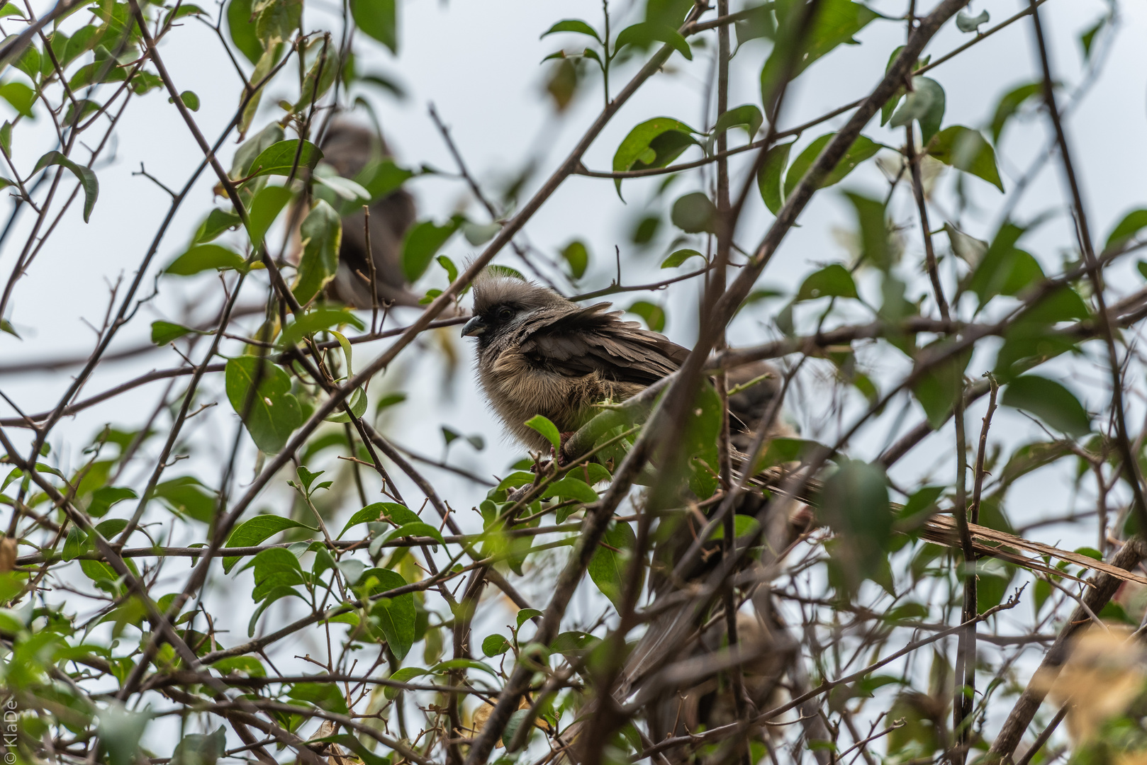 Kenia -  Nakuru - Mausvogel