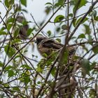 Kenia -  Nakuru - Mausvogel