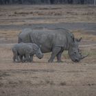 Kenia - Nakuru - One of Five - Nashörner