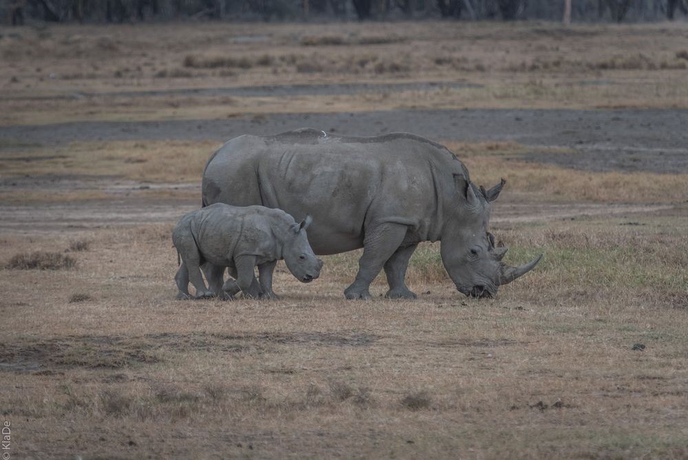 Kenia - Nakuru - One of Five - Nashörner