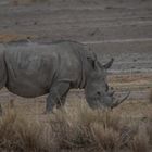 Kenia - Nakuru - One of Five - Nashorn