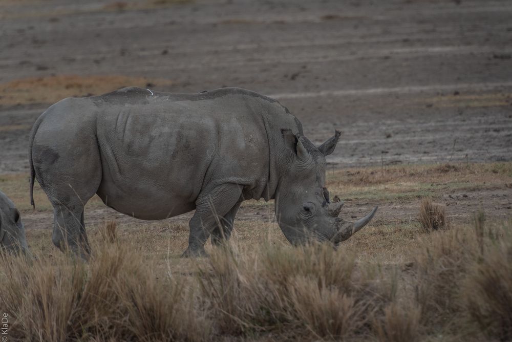 Kenia - Nakuru - One of Five - Nashorn