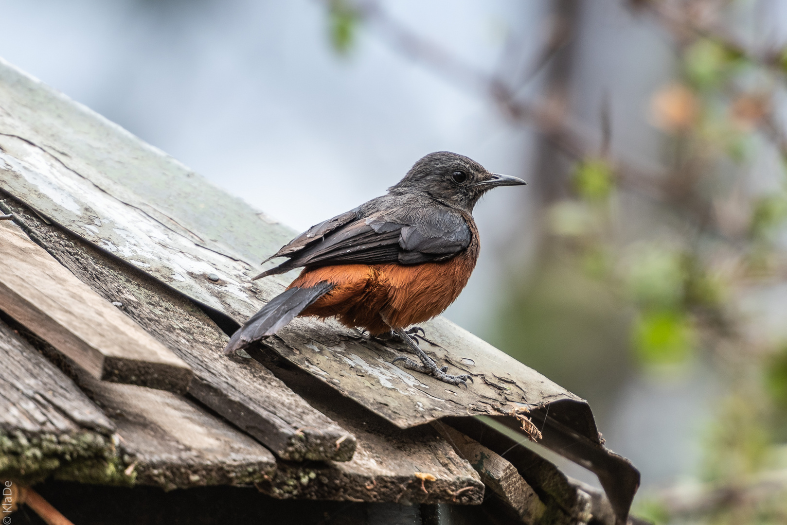 Kenia -  Nakuru - Silver Bird