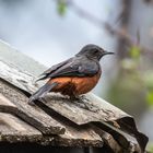 Kenia -  Nakuru - Silver Bird