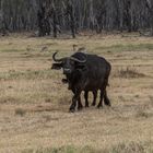 Kenia - Nakuru - Two of Five - Büffel