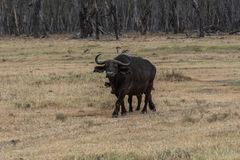 Kenia - Nakuru - Two of Five - Büffel