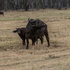 Kenia - Nakuru - Two of Five - Büffel