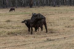 Kenia - Nakuru - Two of Five - Büffel