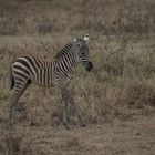 Kenia - Nakuru - Zebra-Fohlen