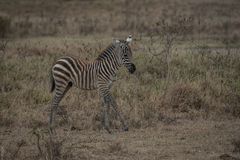 Kenia - Nakuru - Zebra-Fohlen