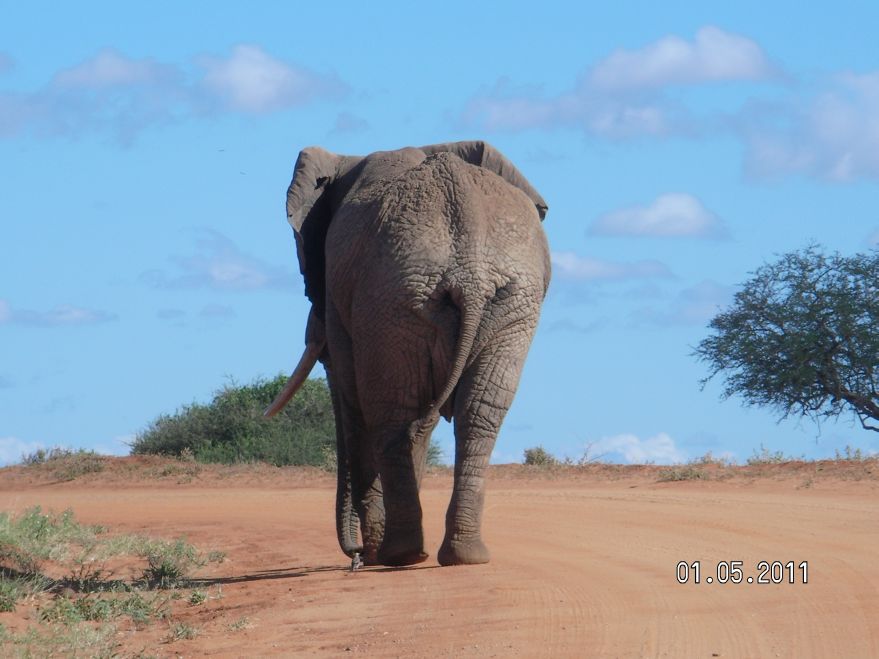 Kenia National Park Tsavo-Ost .