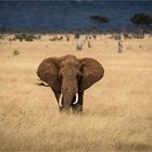 Kenia / Nationalpark - Tsavo Ost 