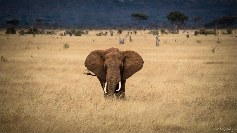 Kenia / Nationalpark - Tsavo Ost 