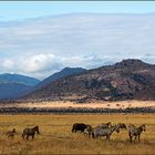 Kenia / Nationalpark - Tsavo Ost