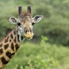 Kenia Netzgiraffe 2