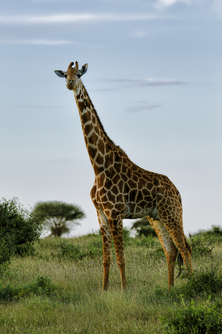 Kenia Netzgiraffe 