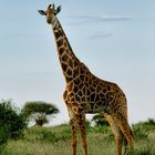 Kenia Netzgiraffe 