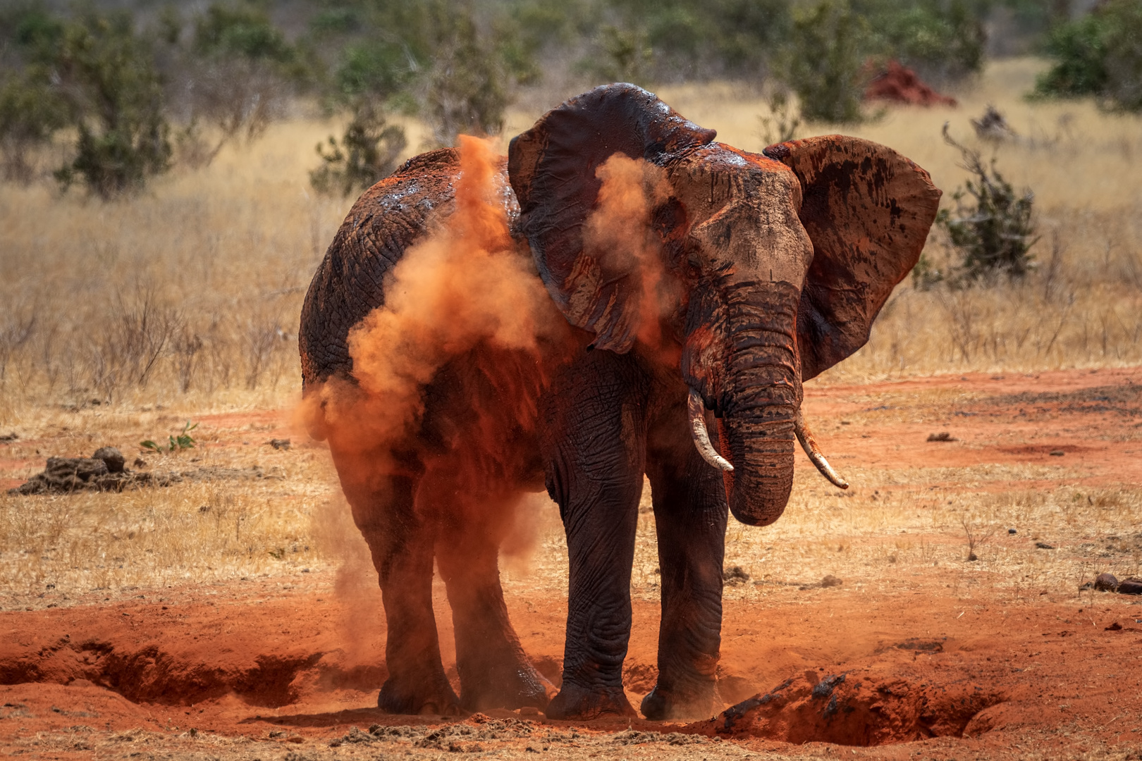 Kenia rote Elefanten