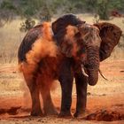 Kenia rote Elefanten