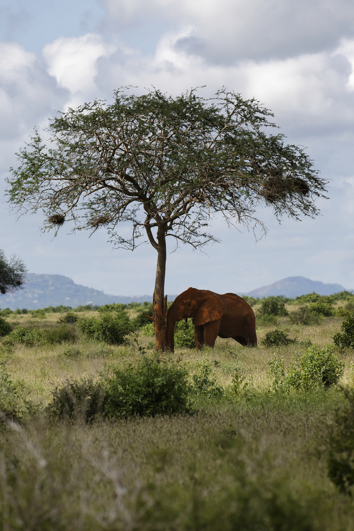 Kenia Roter Elefant