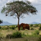 Kenia Roter Elefant