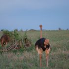 Kenia Safari