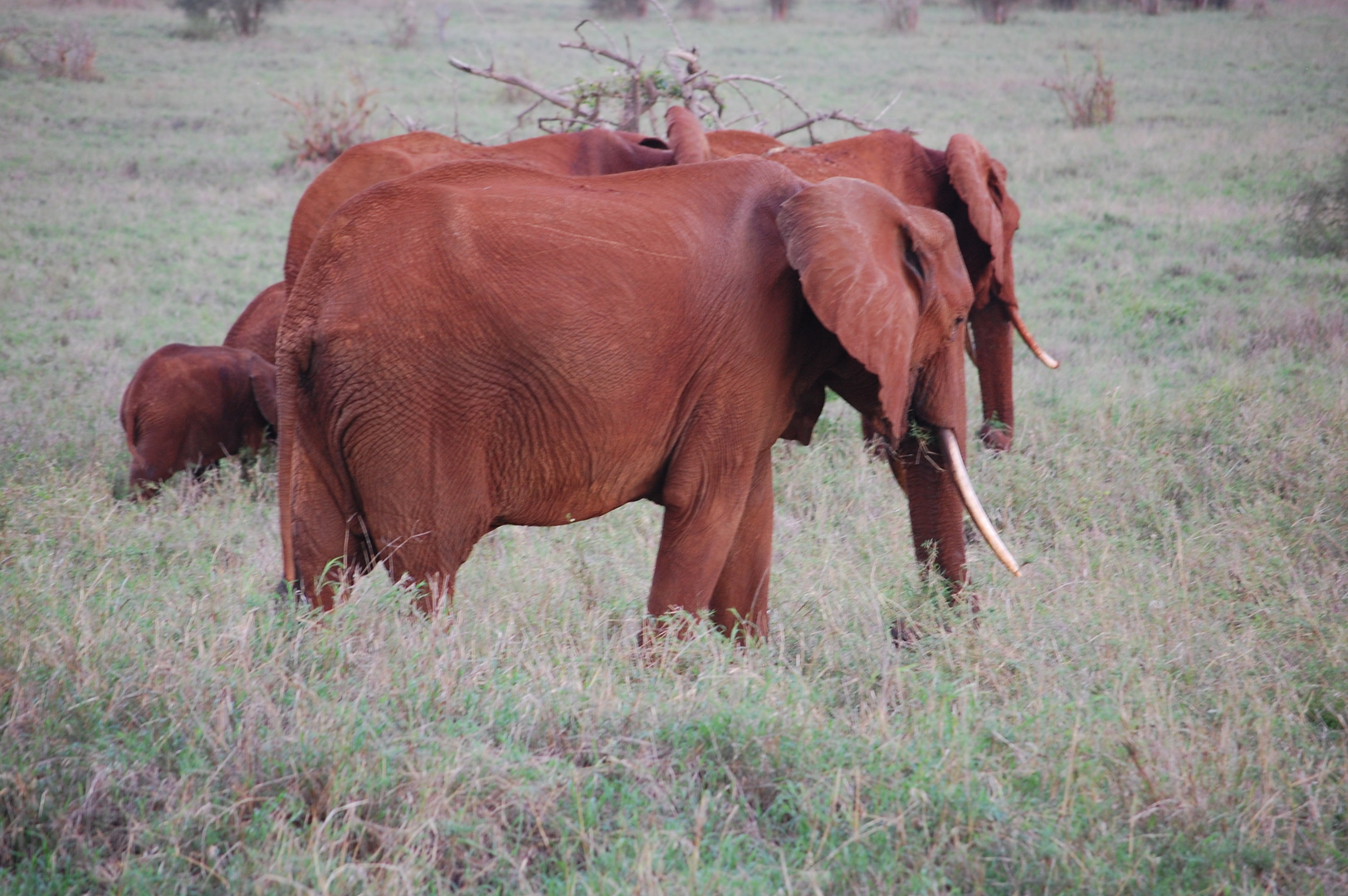 Kenia Safari Tsavo East