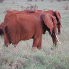 Kenia Safari Tsavo East