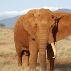 Kenia-Safari Tsavo East National Park 1