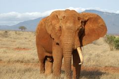 Kenia-Safari Tsavo East National Park 1