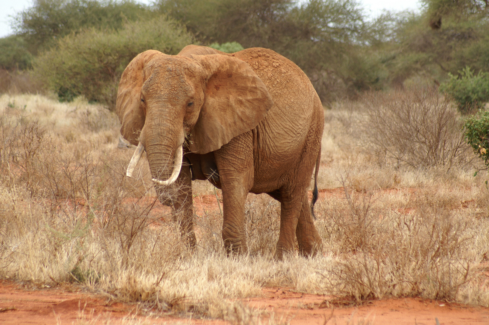 Kenia-Safari Tsavo East National Park 2