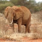 Kenia-Safari Tsavo East National Park 2