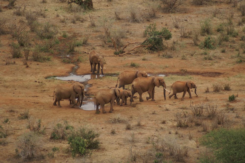 Kenia-Safari Tsavo East National Park 3