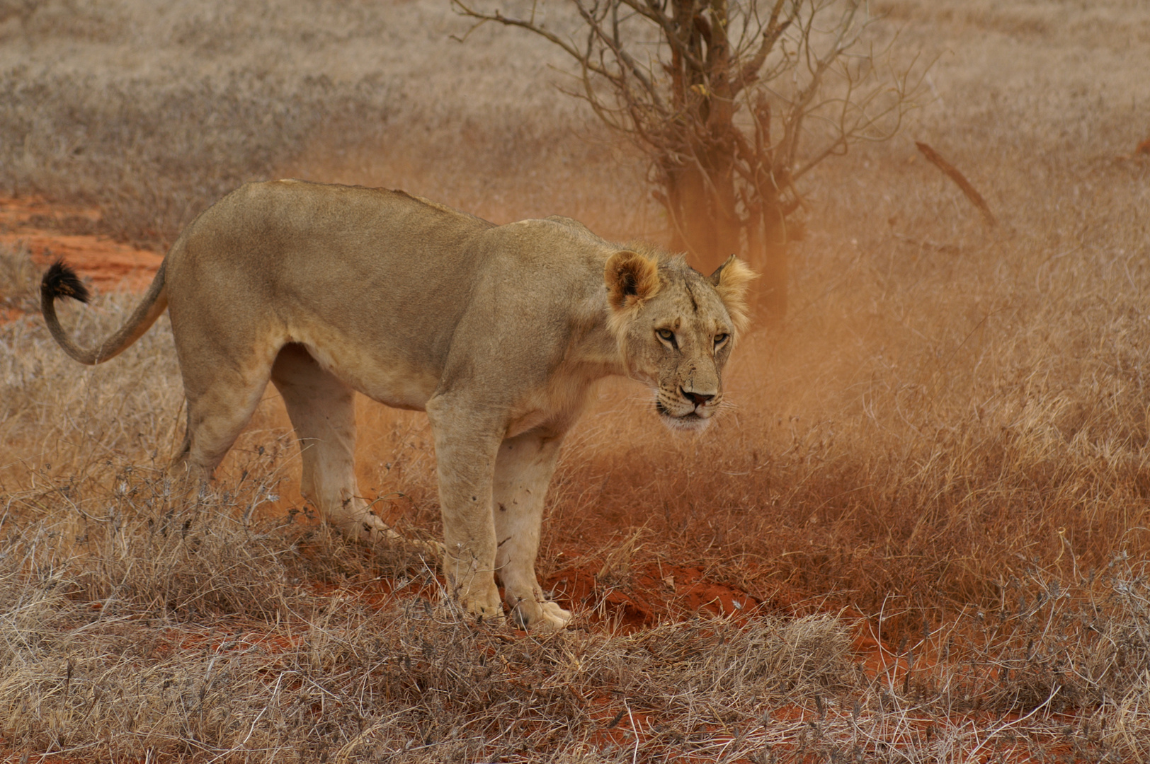 Kenia-Safari Tsavo East National Park 3