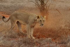 Kenia-Safari Tsavo East National Park 3