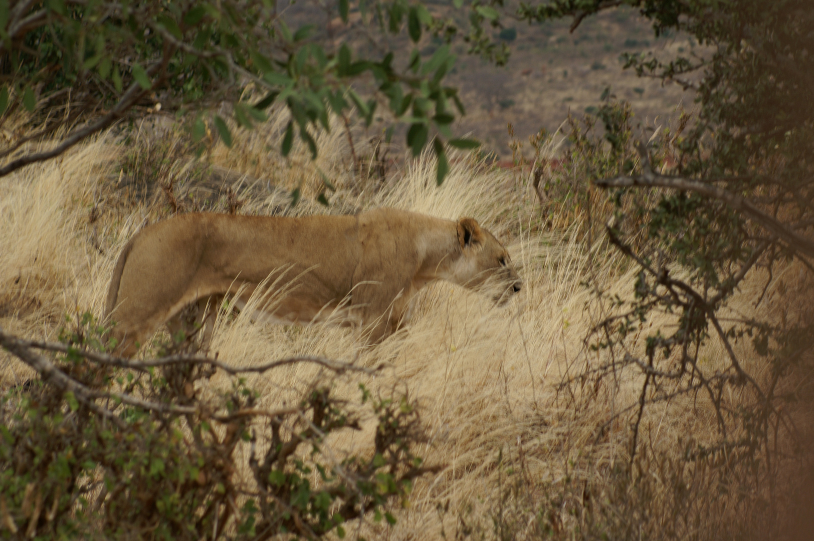 Kenia-Safari Tsavo East National Park 4
