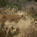 Kenia-Safari Tsavo East National Park 4