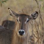 Kenia-Safari Tsavo East National Park 5