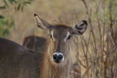 Kenia-Safari Tsavo East National Park 5