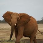 Kenia-Safari Tsavo East National Park 6