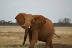 Kenia-Safari Tsavo East National Park 6