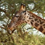 Kenia-Safari Tsavo East National Park 7