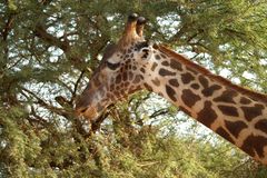 Kenia-Safari Tsavo East National Park 7