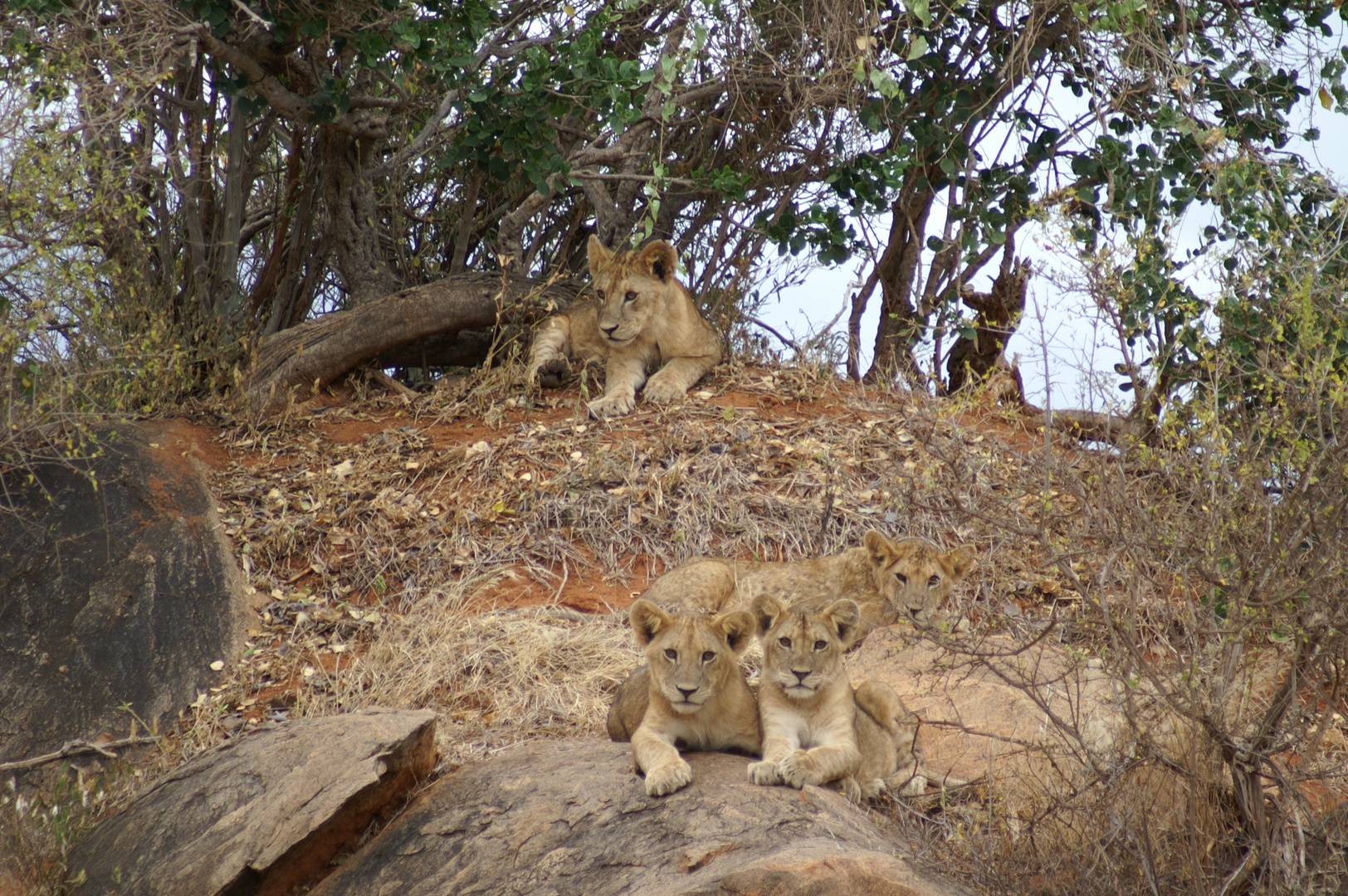 Kenia-Safari Tsavo East National Park 8