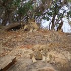 Kenia-Safari Tsavo East National Park 8