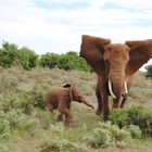 Kenia Safaris Tsavo Ost